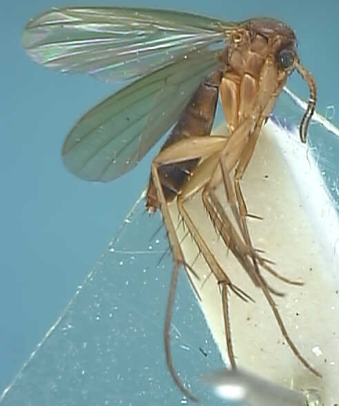 Mycetophila fungorum
